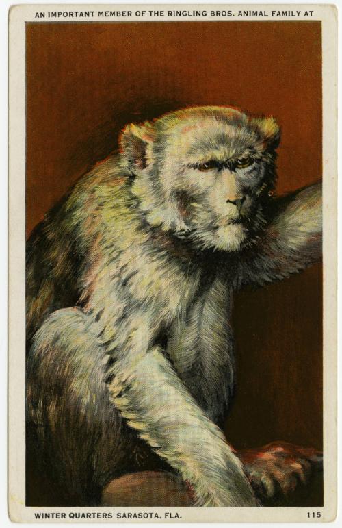 Monkey