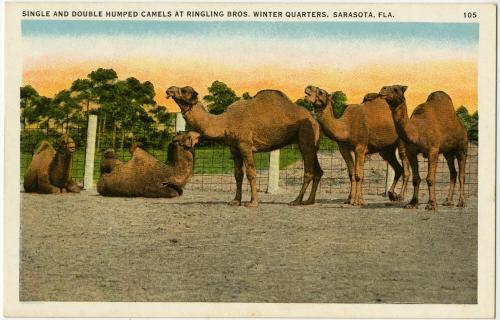 Single and Double Humped Camels at Ringling Bros. Winter Quarters, Sarasota Fla.