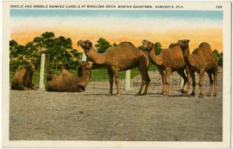 Single and Double Humped Camels at Ringling Bros. Winter Quarters, Sarasota Fla.