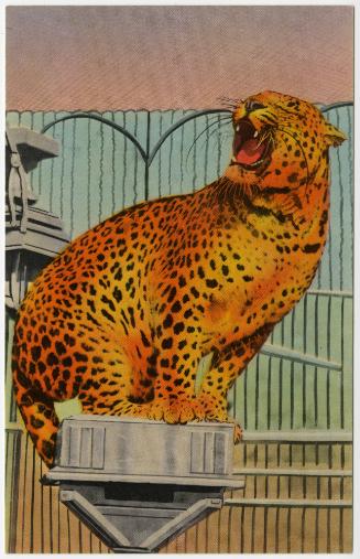 Performing Leopard