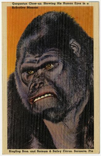 Gargantua Close-up, Showing Hist Human Eyes in a Reflective Moment