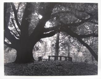 Oak at Villa Era, Near Biella, Piedmont