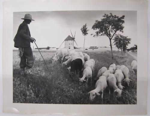 Shepard Tending his Sheep