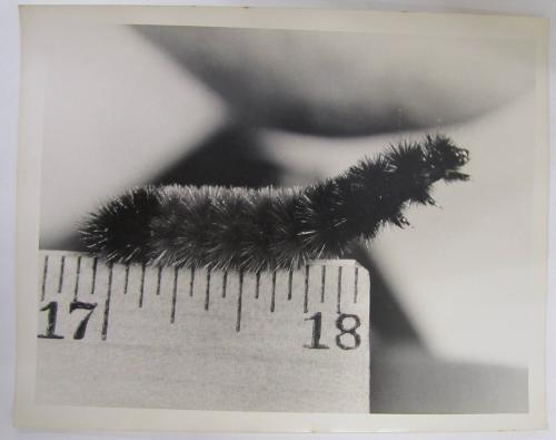 Detail of a Caterpillar on the End of a Ruler