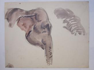 Profile of Gray Elephant