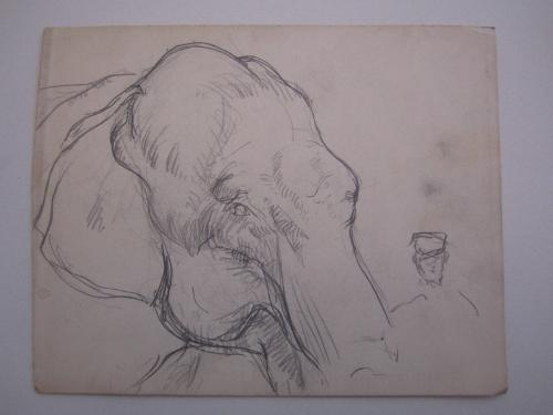 Elephant Profile