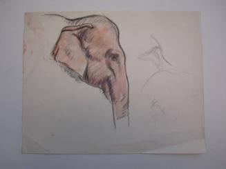 Elephant Profile