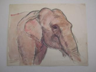 Elephant Profile