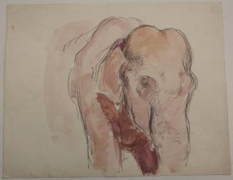 Elephant Profile