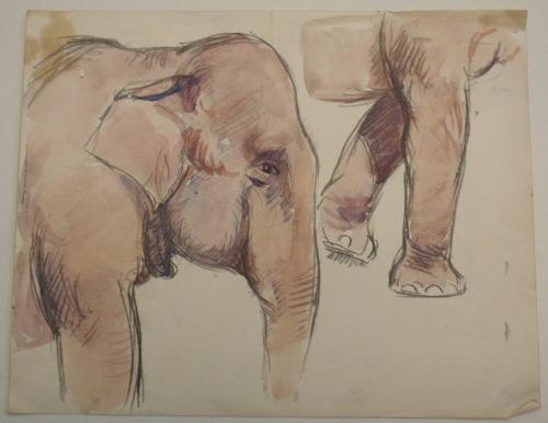 Elephant Profile