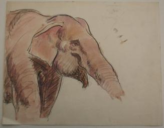 Elephant Profile