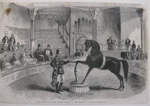 Black Eagle (The American Horse "Black Eagle" at the Alhambra Palace)