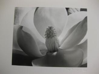 Magnolia Blossom