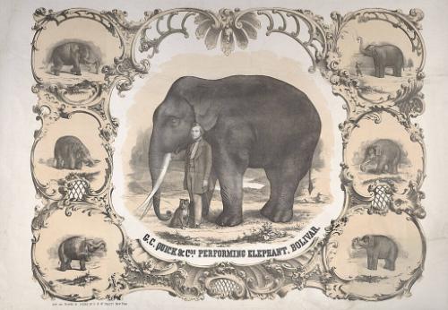 Quick & Co. G.C.: Performing Elephant, Bolivar