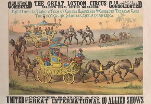 Cooper & Bailey, Great London: Only Double Tandem Team of Camels