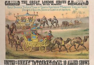 Cooper & Bailey, Great London: Only Double Tandem Team of Camels