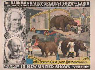Barnum & Bailey: Only Trained Hippopotamuses
