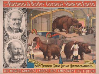 Barnum & Bailey: Only Trained Hippopotamuses