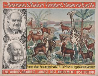 Barnum & Bailey: Selected Antelope Species