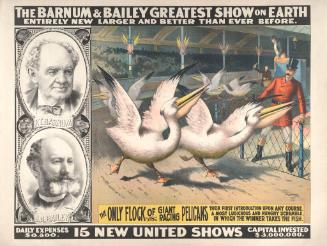 Barnum & Bailey: Flock of Giant Racing Pelicans