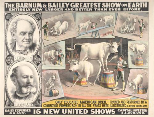 Barnum & Bailey: Educated American Oxen