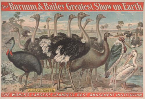 Barnum & Bailey: Artist Studies Taken From Life
