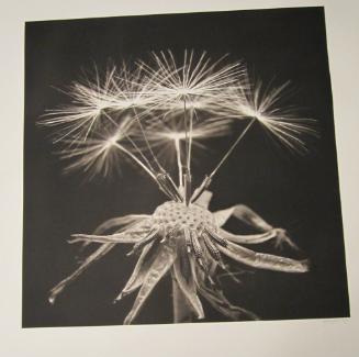 Dandelion Bouquet