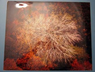 Autumn Scene