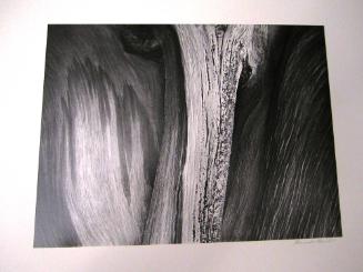 Bristlecone Pine # 12
