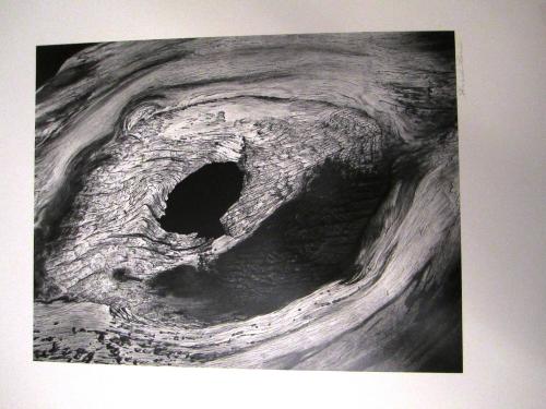 Bristlecone Pine # 33