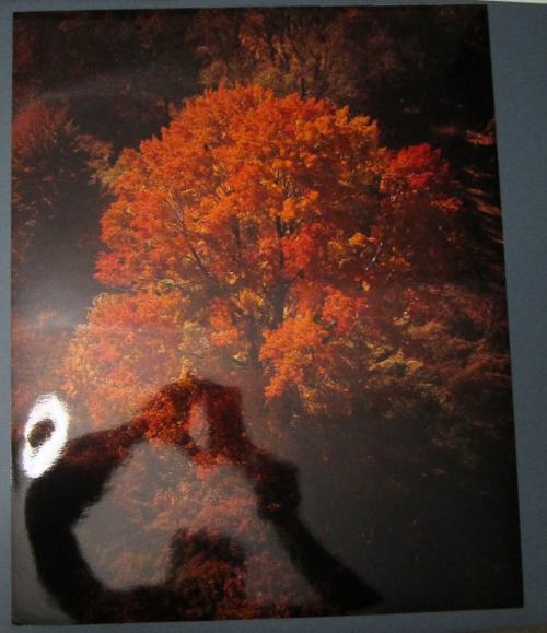 Autumn Scene
