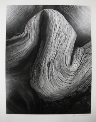Bristlecone Pine # 38