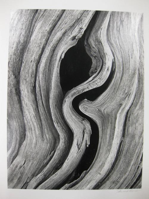 Bristlecone Pine # 2