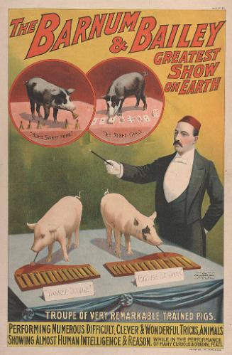Barnum & Bailey: Troupe of Very Remarkable Trained Pigs