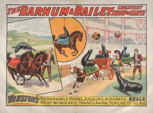 Barnum & Bailey: Winston's Seals
