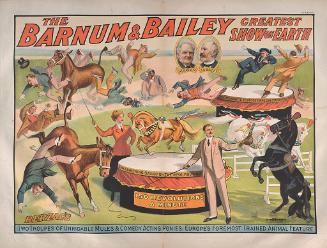 Barnum & Bailey: Berzac's Two Troupes of Unridable Mules