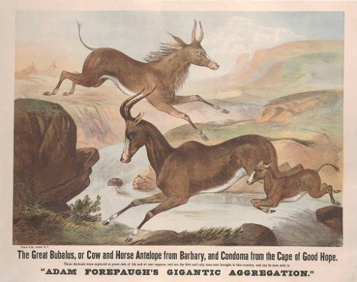 Adam Forepaugh: The Great Bubalus or Cow And Horse Antelope