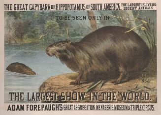 Adam Forepaugh: The Great Capybara or Hippopotamus of South America