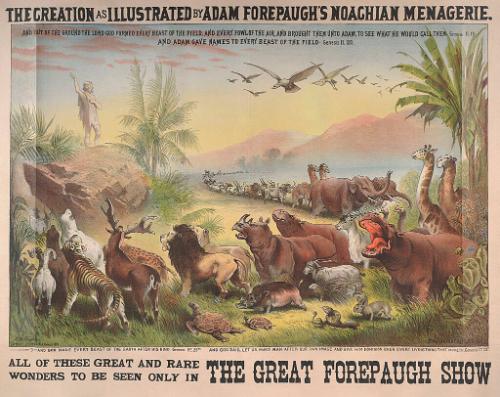 Adam Forepaugh: Genesis 11.20