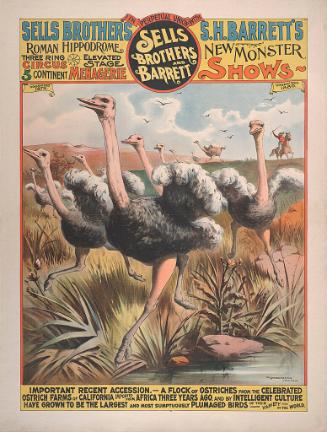 Sells & Barrett: A Flock of Ostriches