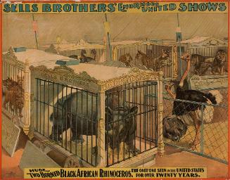 Sells Bros.: Huge Two-Horned Black African Rhinoceros