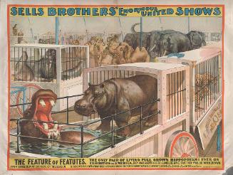 Sells Bros.: The Feature Pair Of Hippos