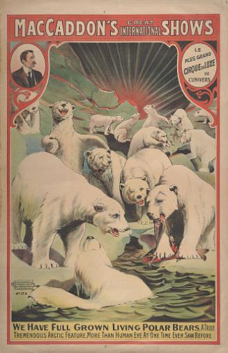 MacCaddon's Great International Show: We Have Polar Bears