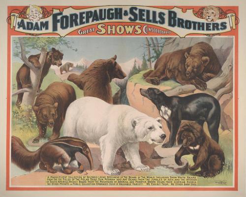 Forepaugh-Sells Great Shows Combined: Bears