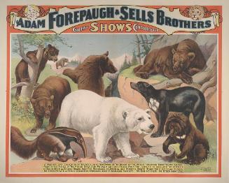 Forepaugh-Sells Great Shows Combined: Bears