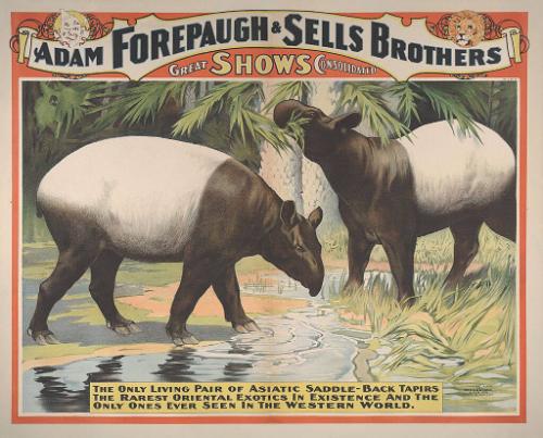 Forepaugh-Sells Great Shows Combined: Pair of Asiatic Saddle Back Tapirs