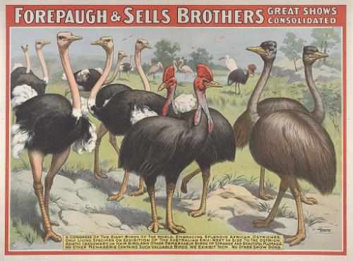 Forepaugh-Sells Great Consolidated: A Congress of the Giant Birds of the World