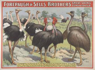 Forepaugh-Sells Great Consolidated: A Congress of the Giant Birds of the World