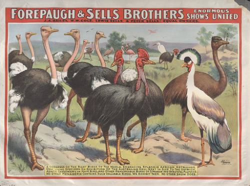Forepaugh-Sells Enormous Shows United: A Congress of the Giant Birds of the World