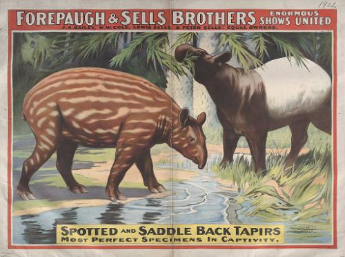 Forepaugh-Sells Enormous Shows United: Spotted And Saddle Back Tapir